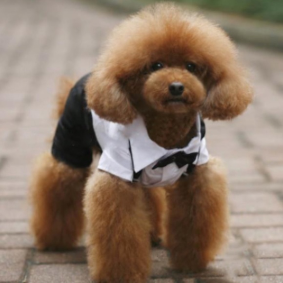 Pet Tuxedo - Picture 3 of 3